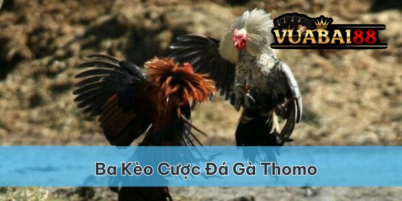 Đá gà Thomo: Khám phá sân chơi đỉnh cao tại Vuabai88 2 Đá gà Thomo vuabai88