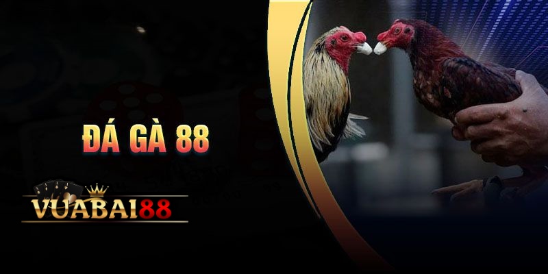 Đá Gà 88 – Trực Tiếp Các Trận Đá Gà Siêu Kinh Điển Tại Vuabai88 2 Giới thiệu về đá gà 88