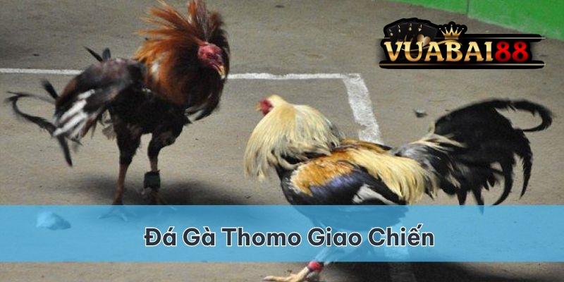 Đá gà Thomo: Khám phá sân chơi đỉnh cao tại Vuabai88 4 Có 3 kèo cược cơ bản cho các trận đá gà Thomo