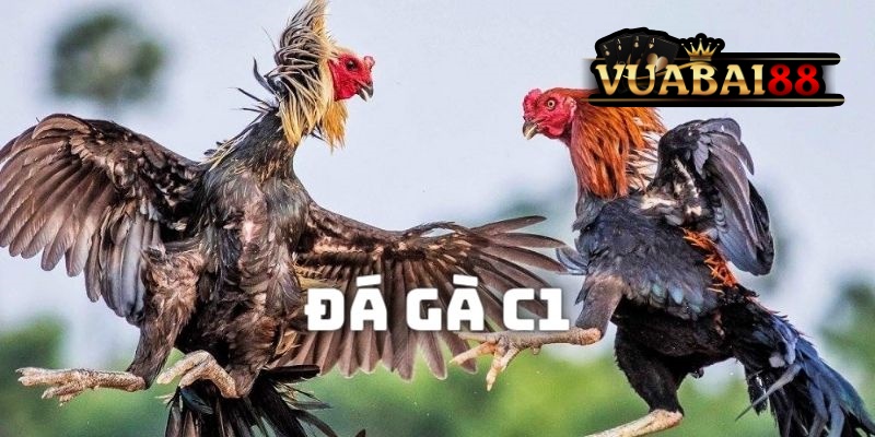 Đá Gà C1 – Tìm Hiểu Về Giải Đấu Cấp Cao Trong Giới Chọi Kê Tại Vuabai88 2 Đá gà c1 tại vuabai88