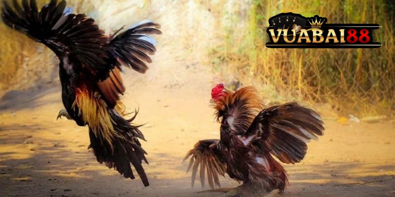 Đá Gà CamPuChia Vuabai88: Chọi Kê An Toàn, Thưởng Siêu Khủng Đừng Bỏ Lỡ 2 Đá Gà CamPuChia Vuabai88 đặc sắc