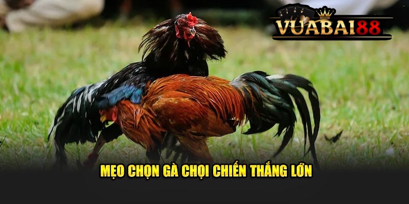 Mẹo Chọn Gà Chọi Chiến Thắng Lớn Dành Cho Hội Viên Tại Vuabai88 2 Mẹo Chọn Gà Chọi Vuabai88