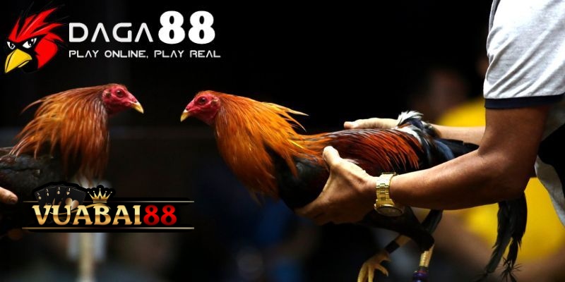 Đá Gà 88 – Trực Tiếp Các Trận Đá Gà Siêu Kinh Điển Tại Vuabai88 3 Điểm làm cho đá gà 88 trở lên đặc biệt hơn