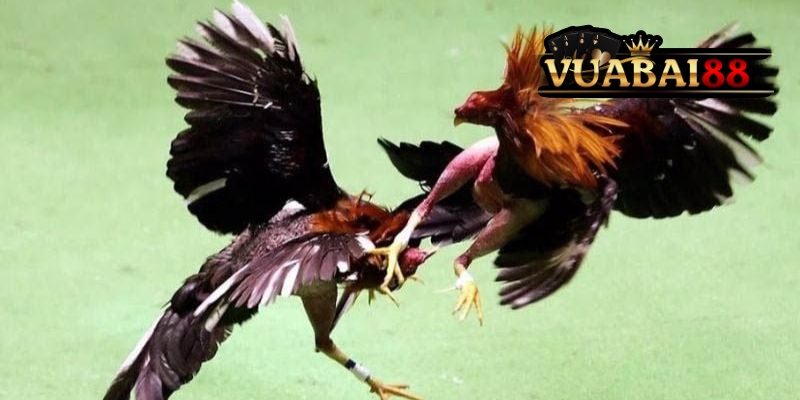 Đá Gà CamPuChia Vuabai88: Chọi Kê An Toàn, Thưởng Siêu Khủng Đừng Bỏ Lỡ 3 Sơ lược về sảnh Đá Gà CamPuChia Vuabai88