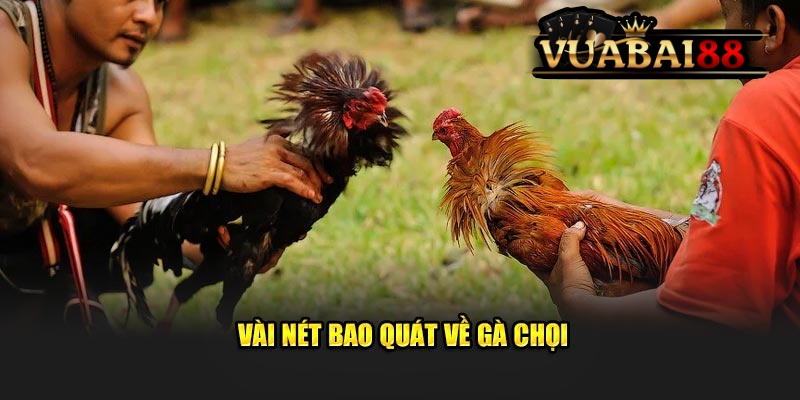 Mẹo Chọn Gà Chọi Chiến Thắng Lớn Dành Cho Hội Viên Tại Vuabai88 3 Vài nét bao quát về gà chọi