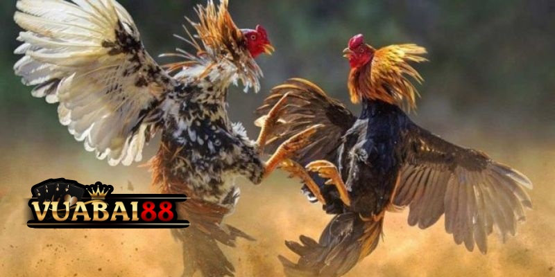 Đá Gà 88 – Trực Tiếp Các Trận Đá Gà Siêu Kinh Điển Tại Vuabai88 4 Lưu ý khi chơi đá gà 88 cần nhớ thật kỹ
