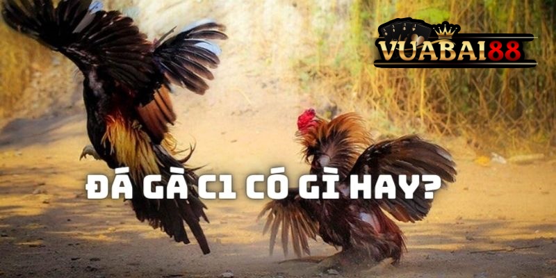 Đá Gà C1 – Tìm Hiểu Về Giải Đấu Cấp Cao Trong Giới Chọi Kê Tại Vuabai88 4 Những ưu điểm khi theo dõi những màn đối đầu trong giải đá gà C1