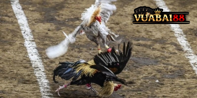 Đá Gà CamPuChia Vuabai88: Chọi Kê An Toàn, Thưởng Siêu Khủng Đừng Bỏ Lỡ 4 Chọi kê Vuabai88 pháp lý rõ ràng