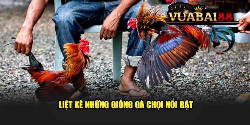 Mẹo Chọn Gà Chọi Chiến Thắng Lớn Dành Cho Hội Viên Tại Vuabai88 4 Liệt kê những giống gà chọi nổi bật