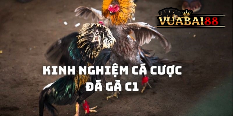 Đá Gà C1 – Tìm Hiểu Về Giải Đấu Cấp Cao Trong Giới Chọi Kê Tại Vuabai88 5 Bí kíp giúp kiếm tiền thưởng từ những trận chọi kê C1
