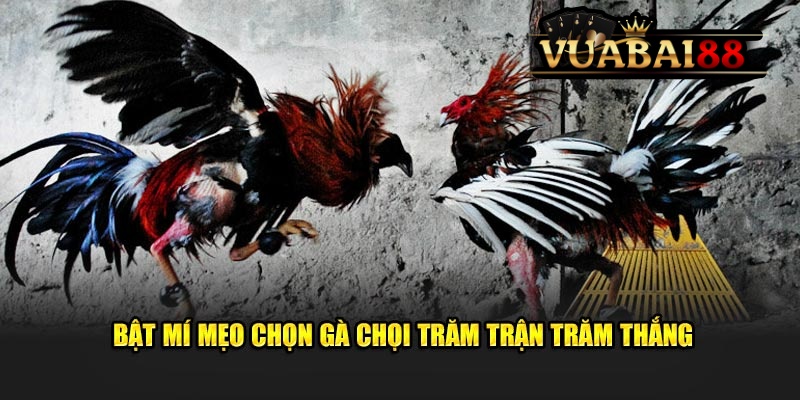 Mẹo Chọn Gà Chọi Chiến Thắng Lớn Dành Cho Hội Viên Tại Vuabai88 5 Bật mí mẹo chọn gà chọi trăm trận trăm thắng
