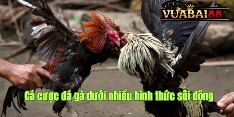 TRANG CHỦ 28 Cá cược chọi kê sôi động tại các trường lớn trên thế giới