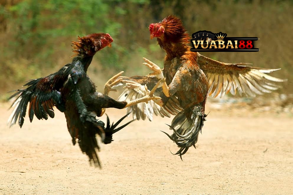 Cá Cược Đá Gà Trực Tiếp Với Tỷ Lệ Cao – Thắng Lớn Tại VUABAI88 2 Cá cược đá gà tại VUABAI88