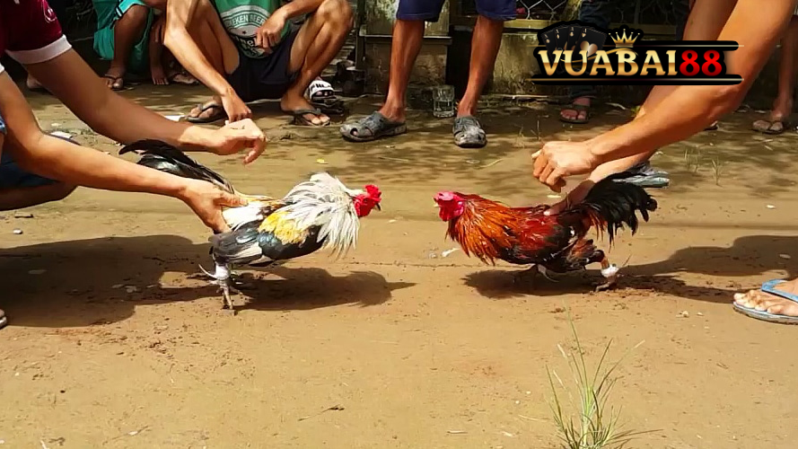 Cá Cược Đá Gà Trực Tiếp Với Tỷ Lệ Cao – Thắng Lớn Tại VUABAI88 3 Tìm hiểu về trò chơi đá gà tại nền tảng