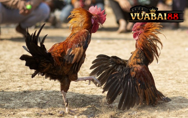 Cá Cược Đá Gà Trực Tiếp Với Tỷ Lệ Cao – Thắng Lớn Tại VUABAI88 5 Tham khảo các bí quyết cá cược đá gà VUABAI88 để luôn thắng
